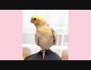 オカメインコ、歌の練習中！