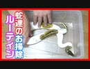 【ルーティン】ボールパイソン・コーンスネークのお掃除ルーティン【蛇は美しい】