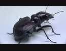 ［閲覧注意!!］オオエンマハンミョウにゴキブリを与えてみた。（Manticora latipennis）