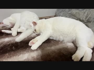 ウチューネコチャン、オッドアイの白珍獣の尻に埋もれる