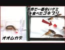 獰猛なオオムカデに「激辛なゴキブリ」を与えたら、異常すぎる結果になった・・・。