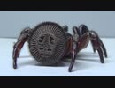 ［閲覧注意!!］再編集　シリキレトタテグモにゴキブリを与えてみた。(Cyclocosmia rickett)