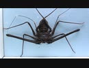 ［閲覧注意!!］再編集　タイランド ウデムシにゴキブリを与えてみた。(Phrynichus orientalis)