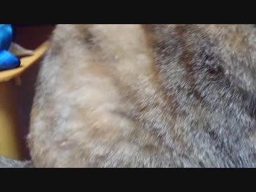 拾いねこ＠生後2833/2800日目　今日は月にょん2800日記念～。