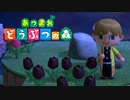 黒チューリップと我妻善逸【あつまれどうぶつの森】　#13