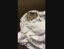 おくるみでご満悦の子猫