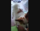 しっぽを振るワンコ（パピヨン）