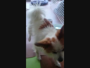 しっぽを振るワンコ（パピヨン）