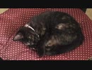 幸せ