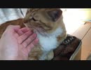 待ちに待ったおやつ