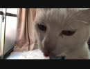 おやつをモリモリ食べる