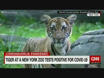 動物園の虎が武漢ウイルスに感染日本では犬にも...ネコ科は罹り易いのか？