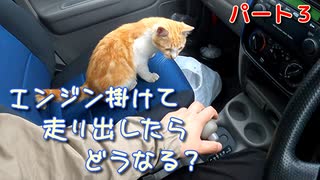 雨なので野良猫を乗車させてエンジン掛けて走り出したらどうなる？【パート３】