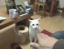 実録　朔太郎