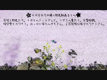 4月8日今日撮り野鳥動画まとめ　花筏と野鳥達、コゲラ巣穴、桜ほっぺカルガモさん
