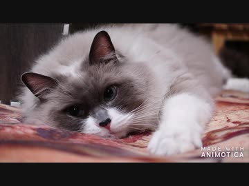 すっぽりする動画2