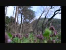 D5100　Ai２８－４５F４．５　まだうまくつかいこなせない