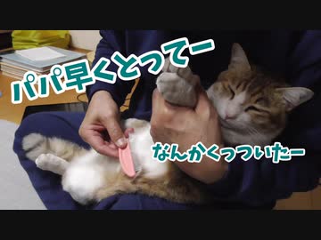 猫が何かくっつけてきたので取ってほしそうにしてきた。