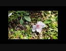 オリジナル楽曲『朱緋桜～約束の木の下で～』/Hisagi Sohma