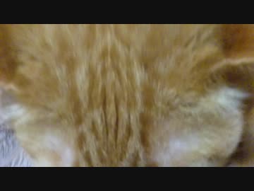 拾いねこ＠生後2834/2801日目　どあっぷ。