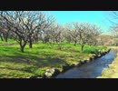 万博公園の梅林