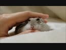 【ハムスター】さらちゃんのさらさら活動日記その15