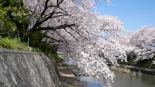 山口県美祢市の桜2020　【練習用】