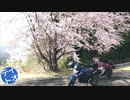 ジクサク行こうぜ！～さくら～