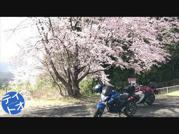 ジクサク行こうぜ！～さくら～