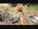 外遊びに夢中のタタルさん　＃161