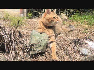 外遊びに夢中のタタルさん　＃161