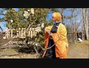 紅蓮華　歌ってみた　【 いお 】