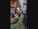 部屋の隅にいるワンコ（パピヨン）