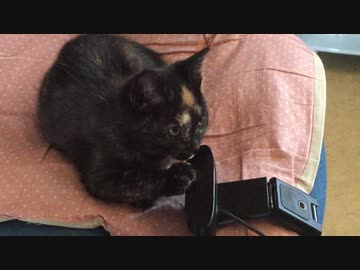 この娘、凶暴につき注意！！