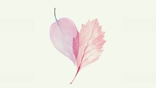 それを愛と呼ぶだけ ♡ Sore wo ai to yobudake 【らいもふ】