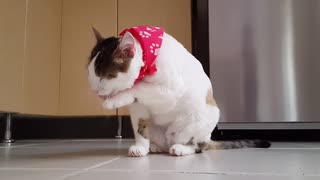 顔を洗う猫「エンジョイコネクト」