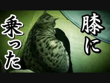 【猫カフェの原点】日本初の猫カフェ「猫の時間」に行ってみた（大阪/天満）