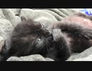 指しゃぶりをする猫