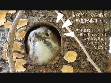 4月9日今日撮り野鳥動画まとめ　花筏と野鳥達、コゲラ巣穴、桜ほっぺカルガモさん