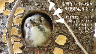 4月9日今日撮り野鳥動画まとめ　花筏と野鳥達、コゲラ巣穴、桜ほっぺカルガモさん