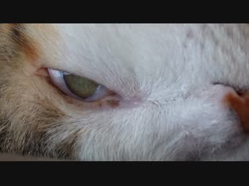 うわこわ