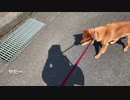 老犬も注射がわかるのか！？注射だと素早く察知する犬