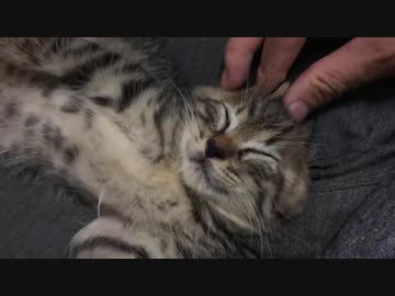 控えめな次男坊猫、子猫返りして子犬みたいに甘える