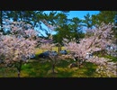 4K-桜満開!!城山公園の桜と緑の芝生が見事なコントラストだった件！