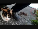 三毛の子猫が野良のサビ猫に襲われた後、かくまってと身を寄せてきた