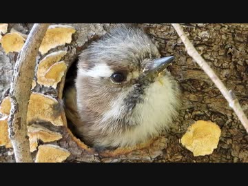 巣穴に入ったコゲラが可愛すぎる
