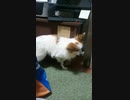 身震いするワンコ（パピヨン）2