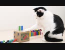 ねことドミノ