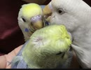 3兄弟成長まとめ