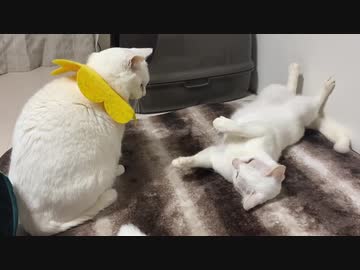 珍妙白猫コンビ、新喜劇的な猫のへたくそっぷりを披露する